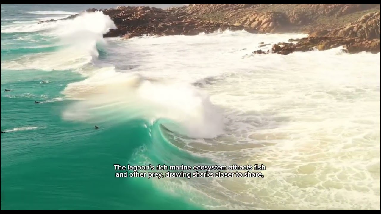 How likely would you encounter a shark at Yallingup Lagoon, Western Australia? 