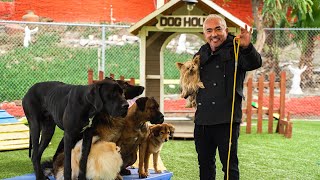 CESAR MILLAN TEACHES YOU HOW TO USE THE LEASH! screenshot 5