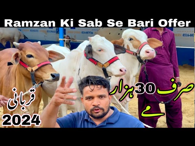 Sirf 30 Hazar Me Qurbani 2024 Ka Janwer 🔥|| Ayub Goth Ka Shoqeen || Al Nafay Cattle Farm 2024 || class=