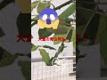 青虫大量発生🐛