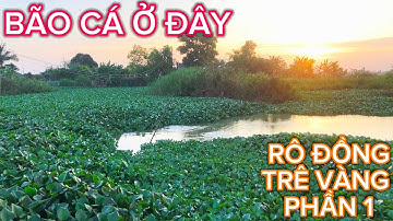 Câu CÁ RÔ ĐỒNG Và TRÊ VÀNG / Lạc Vào Cái Ụ Thoát Nước Lũ Đầy CÁ @Caucalongan62