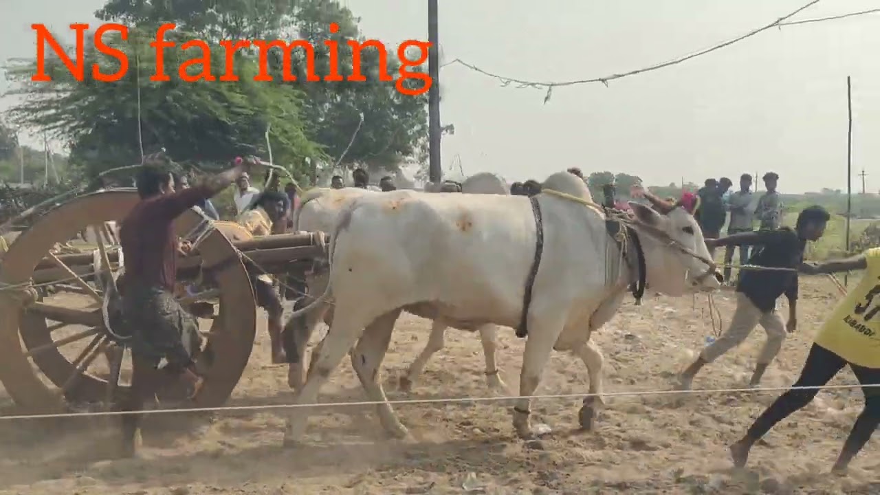   రా దాడి ఎడ్ల పోటీలు @NSfarming599 #plzsupport 🙏#plzsubscribe 