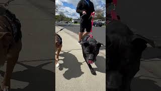 Buddy Boy Pack Walk