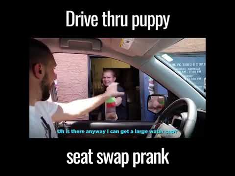 drive-thru-puppy-seat-swap-prank