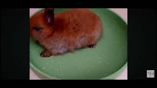 Information Cook the bunny ˖⁠♡.⁠｡⁠*⁠♡✧⁠*⁠。 Guide