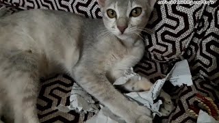 My cat VS my exam question❗ by cute cat Bunny and Tofu♡︎ 94 views 1 year ago 1 minute, 30 seconds