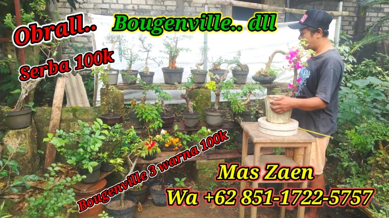 Cek harga bonsai Bougenville di Mas Zaen Wa +62 851-1722-5757