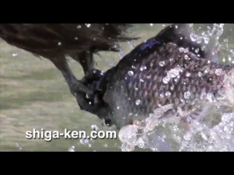 Harie kabata water springs in Shin-Asahi, Takashim...