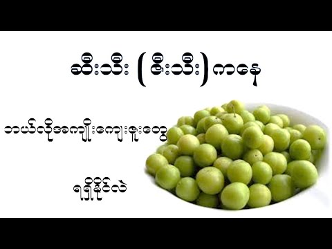 ဆီးသီး (ဇီးသီး) ကနေ ရရှိနိုင်တဲ့ ကျန်းမာရေးအကျိုးကျေးဇူး (၁၅) မျိုး   I   Plum