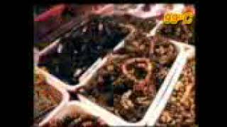 Walking In The Sun -Loi Viet- 99 C