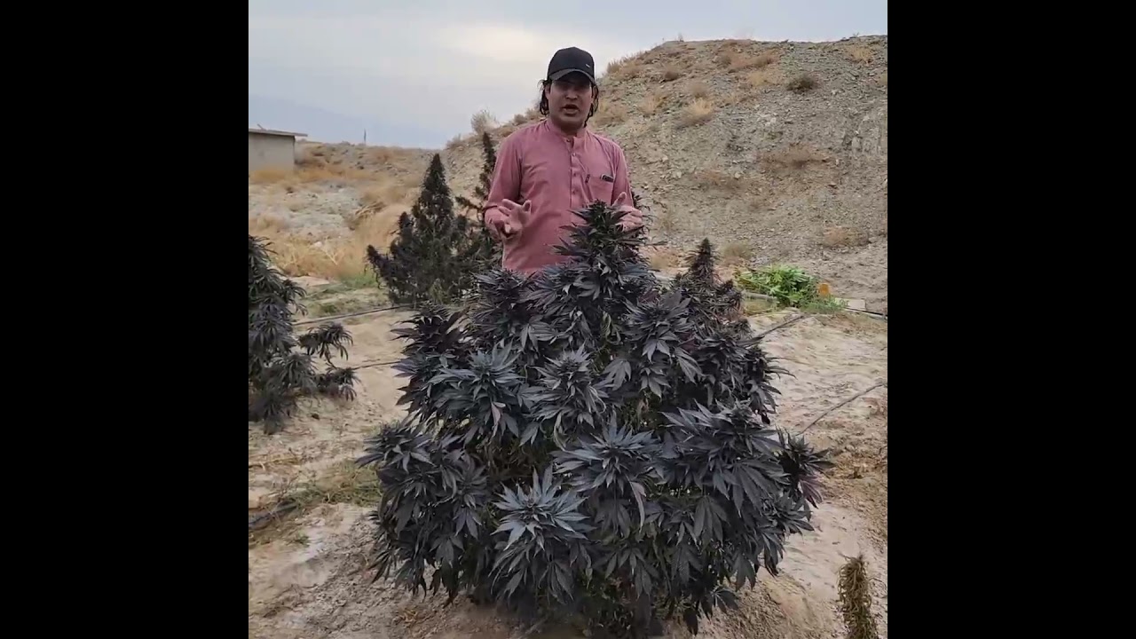 Afghan Landrace genetics