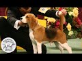 From the WKC Archives: Uno the Beagle