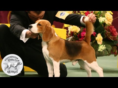 Video: Nejlepší labradorský retrívr na výstavě psů Westminster v roce 2017