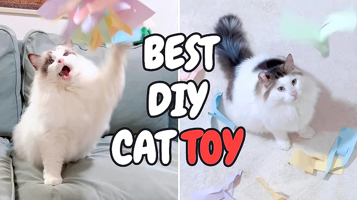 Watch the video about The Best DIY Cat Toy | Mypawsntails Funny Cats Video