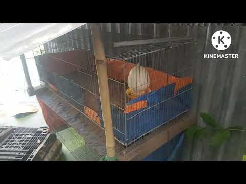 Video nghề mới mô hình nuôi gà Thả vườn T2 - youtube