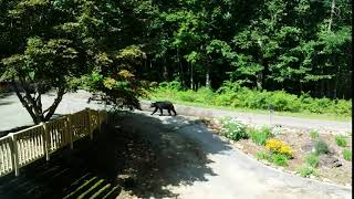 Bear in yard 1