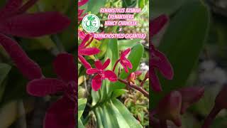 Renanstylis Azimah (Renanthera Nancy Chandler × Rhynchostylis gigantea)