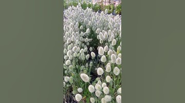 Comment APP and I’ll DM the link to my garden shop that has free S/H on seed only orders!!! Find t