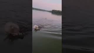 Bear swimming with its head stuck in a bucket