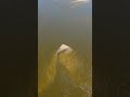🇵🇱 WISŁA Piaskowe ławice malowane wodą | Nadbrzeż | Urzecze