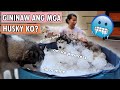 GINAWAN KO NG ICE POOL ANG MGA HUSKY KO (SUMMER NA SA PILIPINAS)