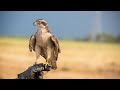 Cetrería, entrenamiento de halcones - Hogarmanía