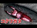 オオクワガタブリーダーが育てたコクワガタの結果・・・