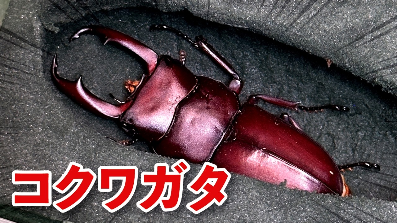 オオクワガタブリーダーが育てたコクワガタの結果・・・