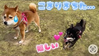 久しぶりのおデートでトラブった柴犬彼氏さんはこうなりました…