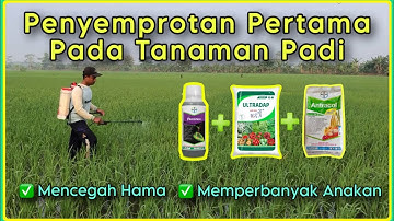 Penyemprotan Padi Pertama Menggunakan Ambition,Ultradap dan Antracol | Untuk Memperbanyak Anakan