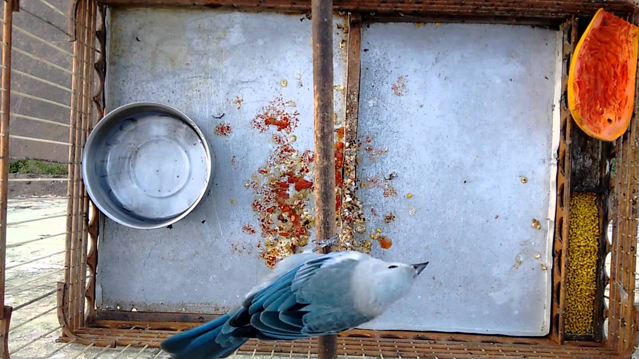 Pipira Azul São Luís Maranhão