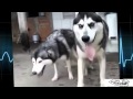 Dog and Horse mating Video Hard and LongTime   Funny Horses Matings   Funny Animals Mating 2015