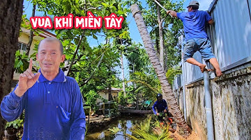 Cực kì nguy hiểm !!! Vua Khỉ cưa ba cây Dừa có nhiều đường dây điện và không gian chật hẹp.