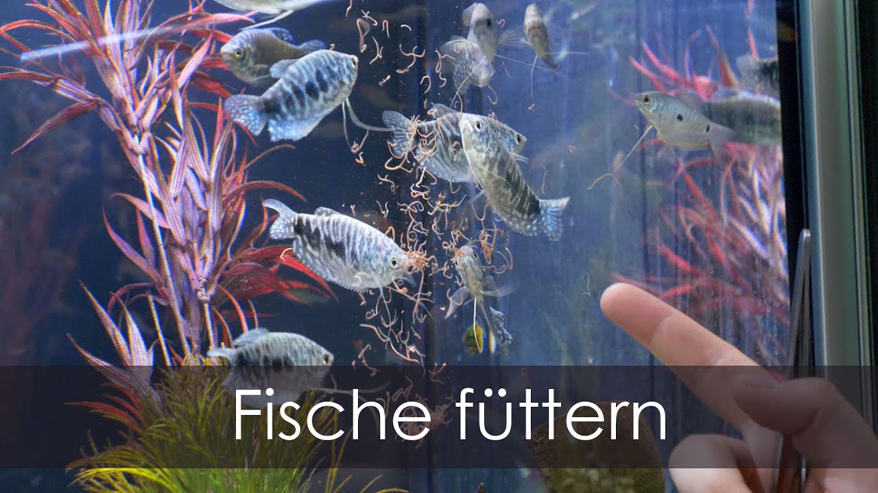 Welches Futter ist das Beste? So füttern wir unsere Fische AquadoZoo