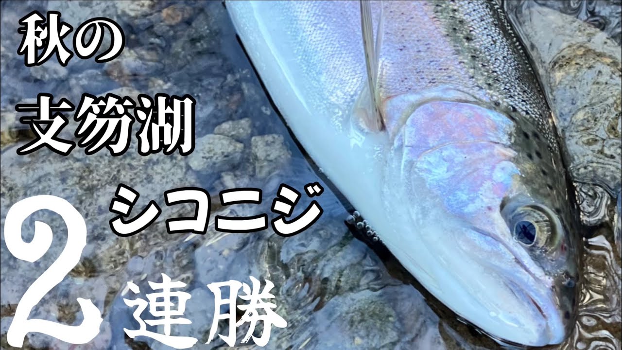【支笏湖釣り】秋の支笏湖シコニジ２連勝