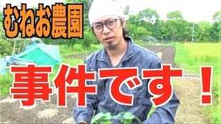 むねお農園の途中経過！可愛い実りが♪さらに...