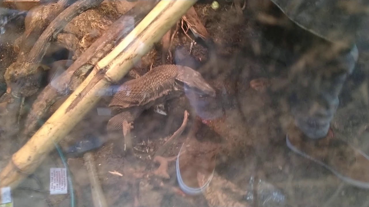 Adult Black Roughneck Monitor Feeding 107 (3 Frozen Adults)