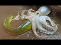 Stop Motion ASMR - Underground Big Octopus Eat Catfish Trap Primitive Experiment Cooking | Cuckoo