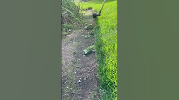Oddly satisfying edges with a string trimmer…#shorts