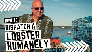 How To Dispatch A Lobster Humanely.