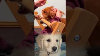 Dog Ear Parasite Removal | Satisfying Veterinary Treatment 🐶🩺 #animalrescue