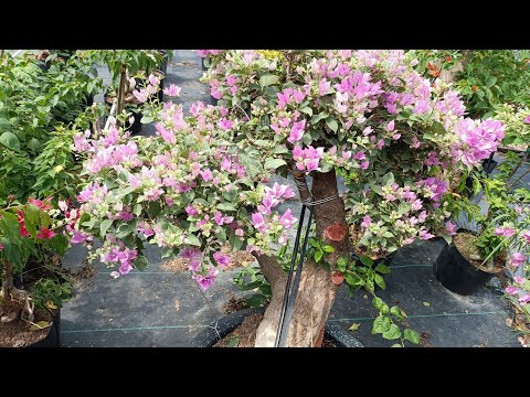 Video 25_09_2022 Zalo 0842611244 giao lưu hoa giấy: cẩm... - youtube