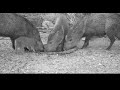 Peccary Party