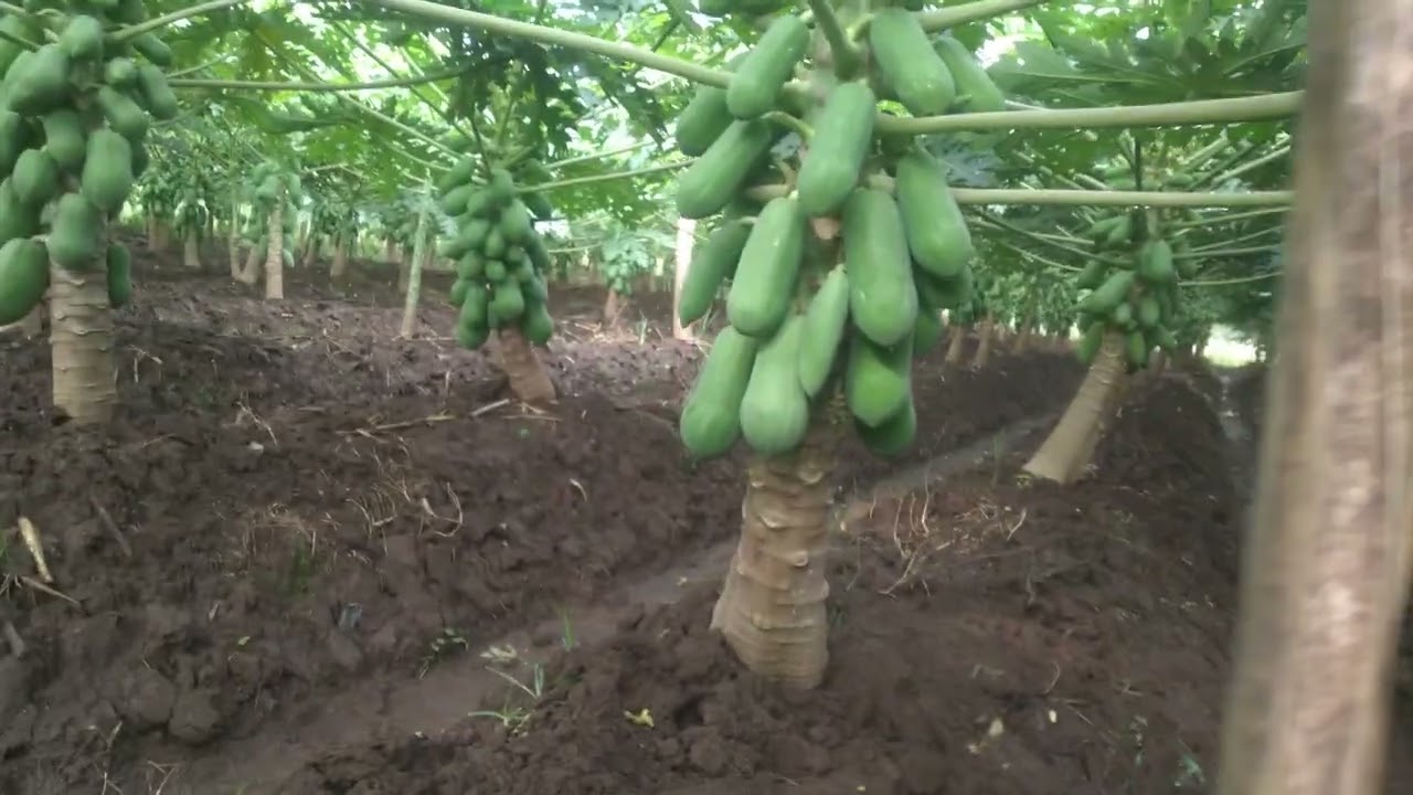 Pepaya california|rosela bunga