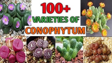 100+ Conophytum Species | Conophytum Succulent Varieties | Conophytum types | Plant and Planting