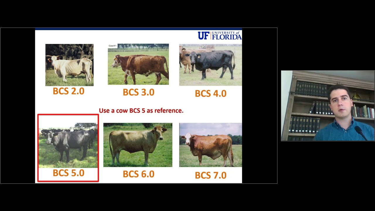 Beef Cattle Chart