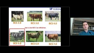 Part 2: Beef Cattle Body Condition Score (BCS) System