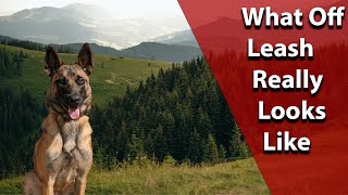 What It Takes To Give Your Dog Their Best Life Real Training For The Real World