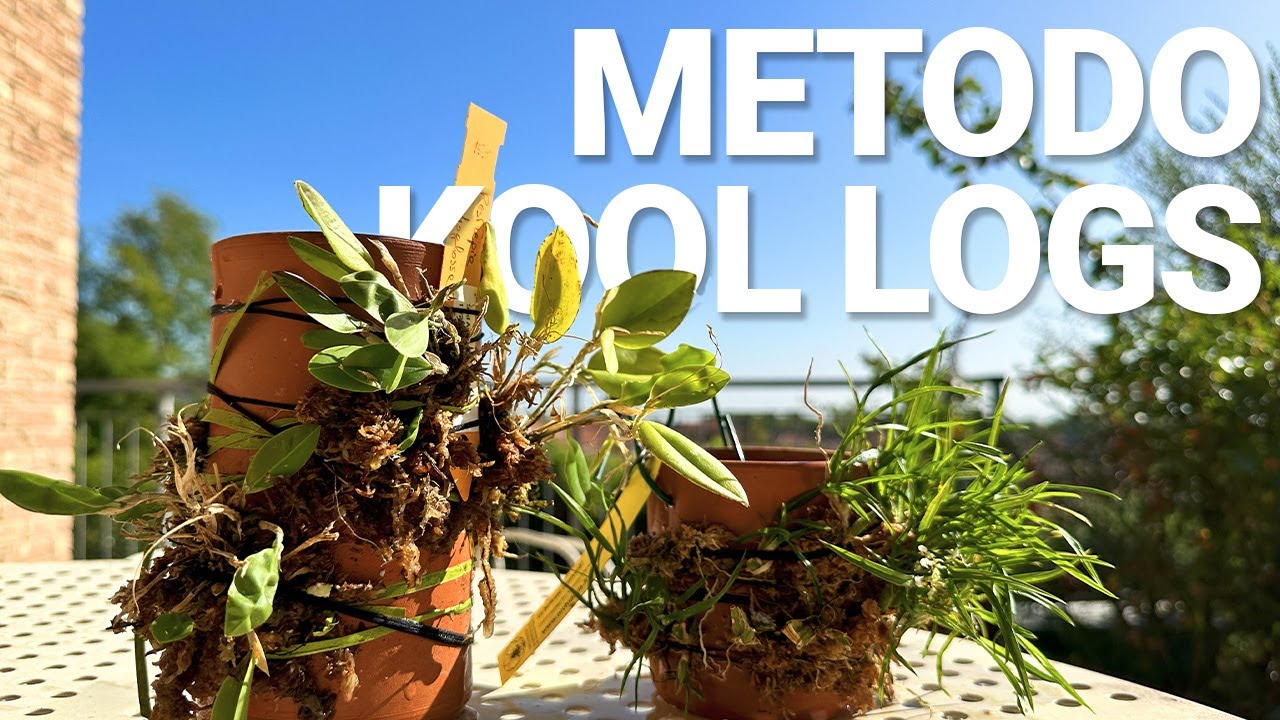 Orchidee su zattera in coccio | Metodo Kool logs