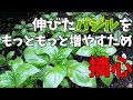 【家庭菜園】庭のバジルが伸びてきた！摘心して収穫量を増やしましょう　～Pinching basil～